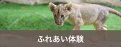 ふれあい体験