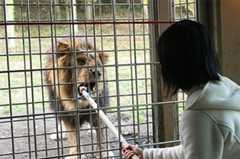 ウォーキングサファリコース