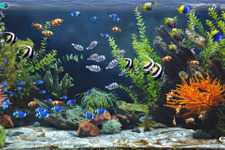 「本作の体験の本質は、何もしないこと」アクアリウムシム『Zen Aquarium』【開発者インタビュー】 画像