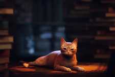 契約違反・詐欺・盗用などで6億円の損害賠償…『Stray』販促など手掛けるiam8bitがパブリッシャーを提訴 画像