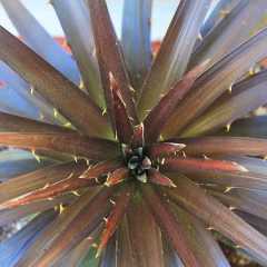 Dyckia Burgundy Ice, dark Dyckia, Black Dyckia, Burgundy Dyckia, Dark Succulent