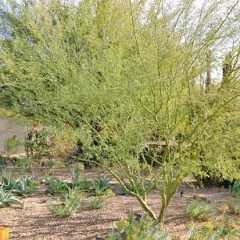 Parkinsonia praecox, Palo Brea, Sonoran Palo Verde, Cercidium praecox, Caesalpinia praecox, Cercidium australe, Cercidium goldmannii, Cercidium plurifoliatum, Cercidium spinosum, Cercidium viride