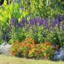 Plant Combinations, Summer Gardens, Marigold, Sage, Canna Lily, Dusty Miller