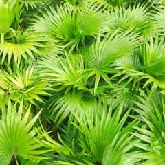 Serenoa repens, Saw Palmetto, Brahea serrulata, Corypha repens, Serenoa serrulata