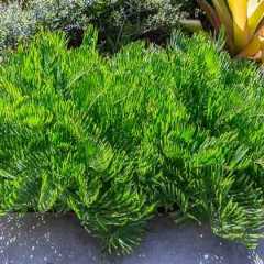 Zamia pumila, Coontie, Florida Arrowroot, Sago Zamia, Jamaica Sago Tree, Comfort Root, Encephalartos pumilus, Palmifolium pumilum