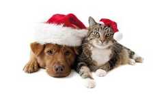 Si inizia domani con l'open day al gattile