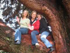 3 sisters in giant sequoia
