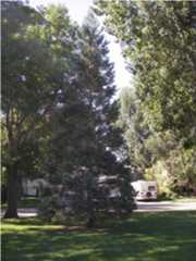 Beattie Park fort collins colorado