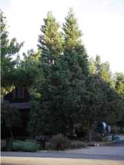 Boulder CO Kalmia 26 St.