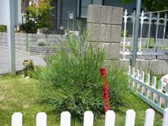 Bushy Toddler Hiroshima