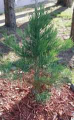 CO Gillotti planting