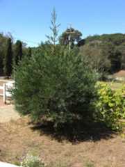 Castroville California