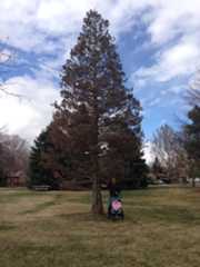 Colorado Edorra 2017