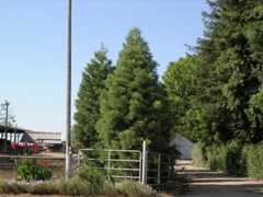 California Giant Sequioa