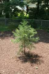 Delaware Giant Sequoia