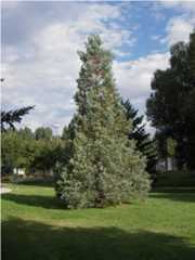 Fort Collins CO Roland Moore Park