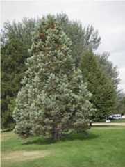 Fort Collins CO Warren Park