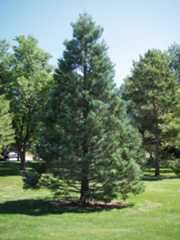 Fort Collins Eldora Park 2011 view 2