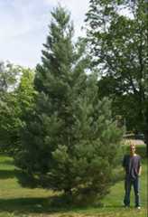 Fort Collins CO giant sequoia