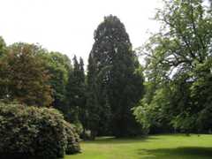 Hartenstein Park giant sequoia