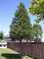 Houghton Kearney Tree