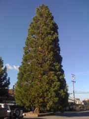 Leevining retake lot