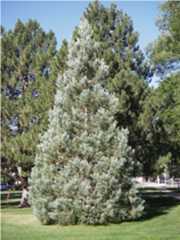 Library Park Fort Collins colorado