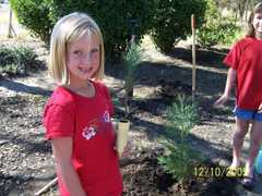 London giant sequoia planting