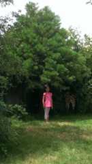 Modesto giant sequoia