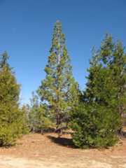 Mt. Laguna Giant Sequoia 2