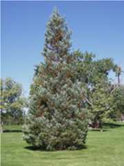 Rossborough Park Fort Collins colorado