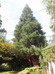 Sacramento Phil Goldcamp