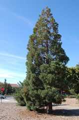 Stanford Medical Center sequoia tree