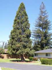 West Barstow avenue giant sequoia