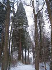 Winterthur Switzerland giant sequoia 3