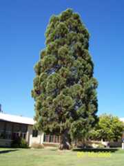 auberry larger sequoia