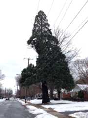 broomall tree