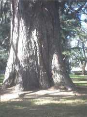 California Burlin game