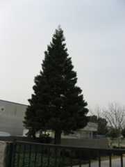 central high Fresnocty