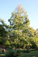 dawn redwood michigan state university