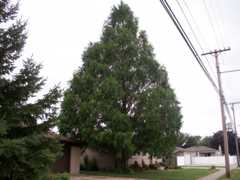 dawnred wood of Dawn