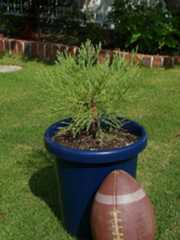 frank thornton hiroshima