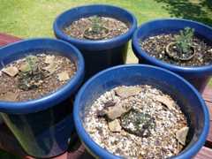 frank trees from seed japan