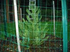 giant sequoia 2011 069