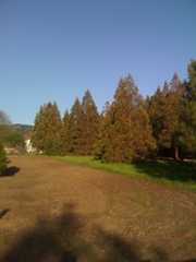 giant sequoias pacheco pass
