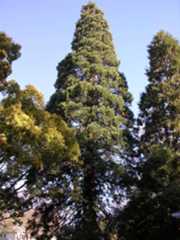 losaltos giant sequoia
