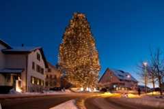 Mammutbaum oberrohrdorf xmas