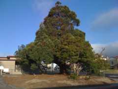 California Bruno CA 15