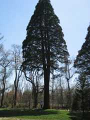 tyler arboretum sequoia