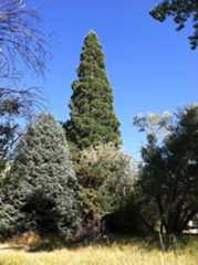 Giant Sequoia California
